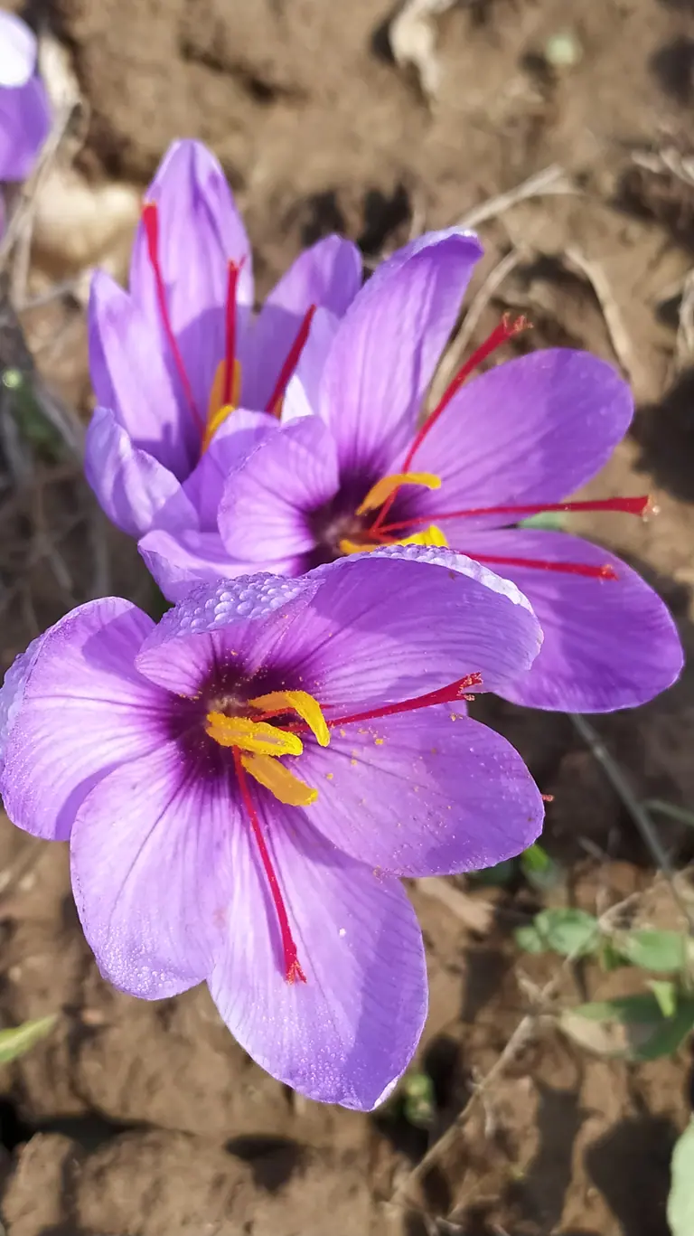 Bunch of blooming saffron flowers