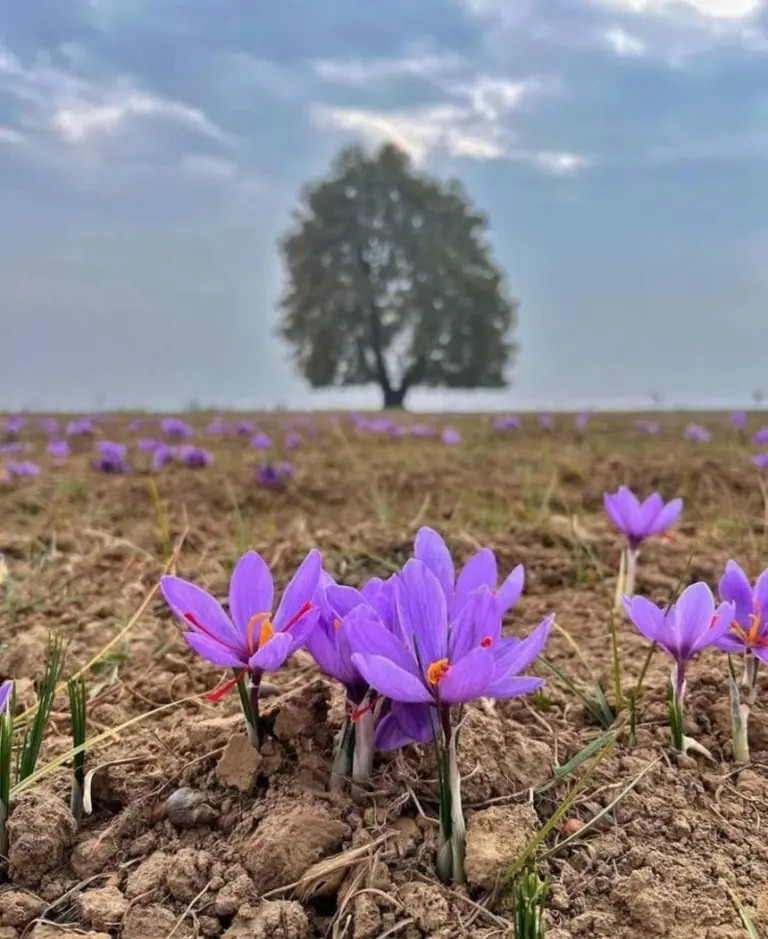 Photo of Kashmiri saffron