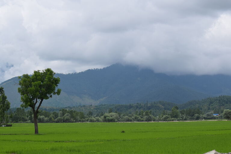 A walnut tree in green fields at Lolab Valley, with forested hills under cloud