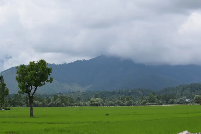 A walnut tree in green fields at Lolab Valley, with forested hills under cloud