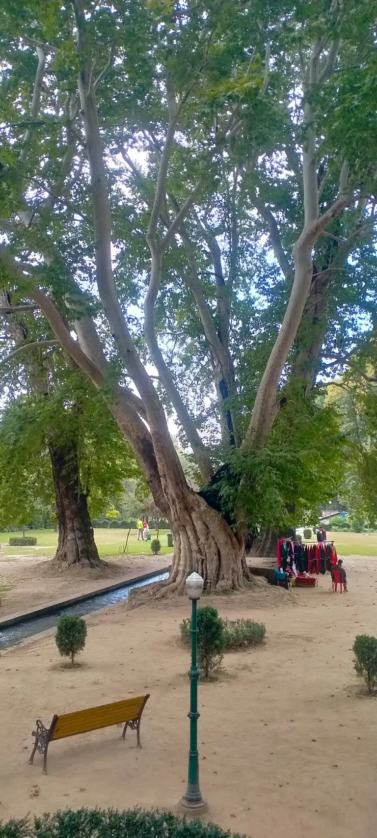 Old chinar(Platanus orientalis) tree in Achabal Mughal garden