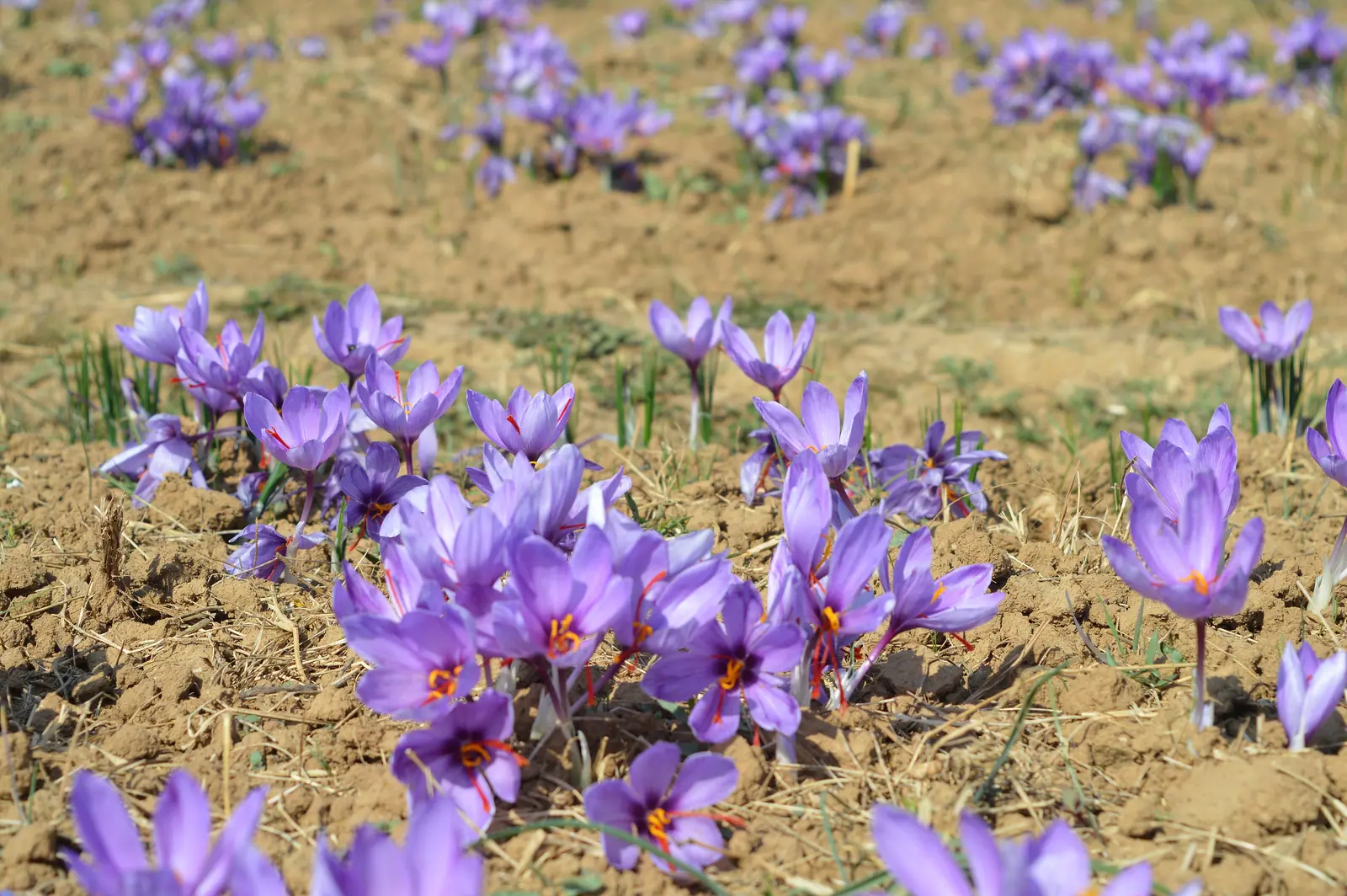 Saffron bloom in Pampore